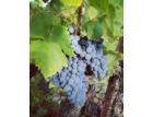 Grenache