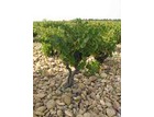GRENACHE - 2