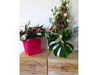 fleurs 49